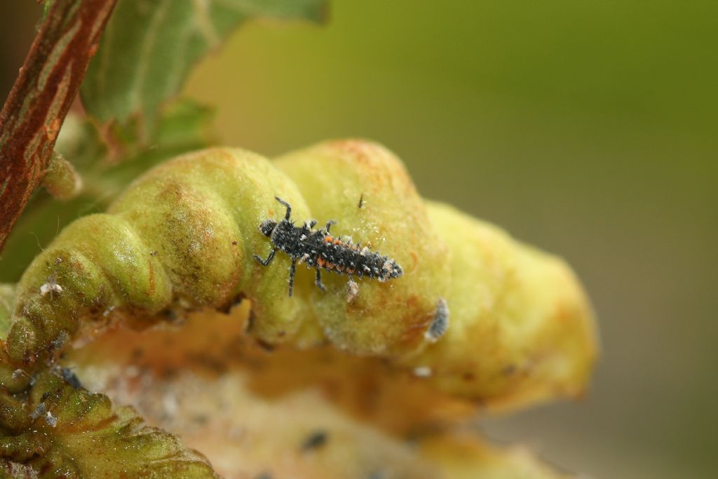 Predatore:Dermaptera sp.; larve:Coccinellidae e Neuroptera Chrysopidae